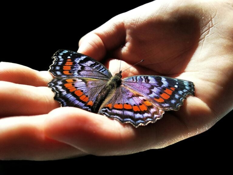 black white and orange butterfly on persons hand